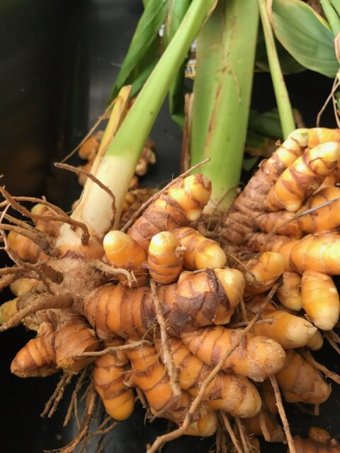 Zenzero Disidratato con Fruttosio