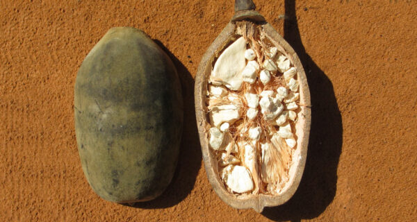 Farina di Baobab - immagine 3