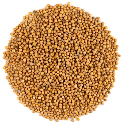 Senape Semi Gialla - 100 gr.